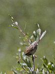 Song Sparrow 2103
